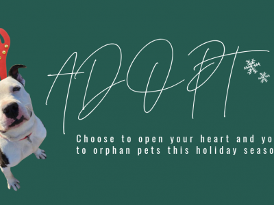 Click to view Huntsville Animal Services slashes orphan pet fees for ‘Home for the Holidays’ promotion