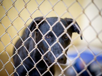 Click to view Huntsville Animal Services ‘barking’ at the seams