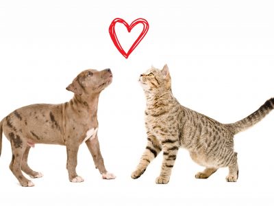 Click to view Be a Valentine for shelter pets with “My Furry Valentine” adoption special