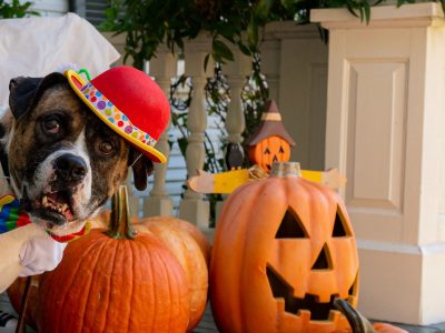 Click to view Huntsville Animal Services announces ‘spooktacular’ adoption event